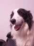 睿福祥土狗狗粮幼犬成犬通用型10斤装中华田园犬幼犬成犬通用型营养鲜粮 10斤装/冻干六拼（营养加倍） 0lb 实拍图