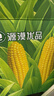 源漠优品有机甜糯黄玉米2025当季 内蒙古沙漠玉米黄金种植带 早餐粗粮杂粮 内蒙有机甜糯玉米250g*10支 实拍图