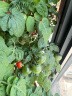 花沃里盆栽小番茄种子约70粒 蔬菜种子红珍珠小西红柿阳台盆栽/庭院种植 实拍图