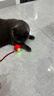 HELLOJOY猫咪玩具自嗨解闷神器智能电动逗猫球自动逗猫棒幼猫遛猫消耗体力 实拍图