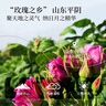 北京同仁堂 玫瑰花茶90g 平阴重瓣红玫瑰花干送女友 冲泡饮用花草茶养生茶 精选花蕾造型饱满 芳香浓郁 实拍图