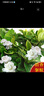 爱你一万年栀子花盆栽花卉植物室内绿植四季好养茉莉花源头直发驱蚊组合包邮 棒棒糖栀子花60-70cm（原土盆） 实拍图