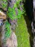 石光小站假山草种子上水石吸水石草籽盆景微景观盆栽植物易活专用草籽 适合大型假山草5袋装 实拍图