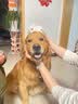 狼孩儿金毛狗粮40斤成犬幼犬中大型狗粮10斤孕犬老年犬全犬期天然粮20斤 10kg四拼粮(金毛狗粮20斤) 实拍图