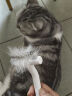 aumuca猫梳子宠物猫毛狗毛梳子祛浮毛神器猫咪梳子长毛猫刷宠物用品 祛毛套装A【经典白针梳+开结梳】 实拍图