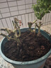 申堰【2颗】碎冰蓝玫瑰玫瑰老桩花卉绿植盆栽阳台花卉玫瑰花盆栽室内 稀有天空蓝/共【2颗】 实拍图