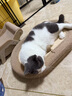 licheers剑麻猫抓板耐磨不掉屑耐抓猫爪板猫窝一体猫咪磨爪板超大号 实拍图