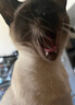 华元宠具（hoopet）宠物指甲剪猫咪指甲剪圆孔猫剪指甲猫指甲刀狗指甲钳泰迪小狗剪刀 圆孔小盲剪—淡绿色 实拍图