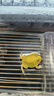 宠以沫活体宠物蛙黄金绿角草莓南瓜宇治皮卡丘双色霸王钟小丑非牛 黄金角蛙2-3CM+面包虫 实拍图
