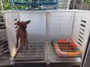 爱咪宠狗笼子小中型犬带厕所冬天家用保暖小型犬狗狗围栏泰迪比熊狗笼 两格【73*37*53】幼小犬可用 基础款：脚垫+托盘+加固扣+扎带 实拍图