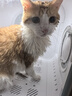 霍曼宠物智能烘干箱 猫咪烘干机狗狗全自动吹干箱底部出风循环换气 实拍图