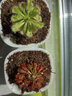 捕蝇草盆栽·猪笼草·食虫植物夏季驱蚊食虫捕虫室内趣味绿植 锦地罗【茅膏菜】 【赠吸水盆】栽好发货 实拍图