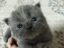 朗仕猫粮 幼猫成猫全阶段全价猫粮 500g 实拍图