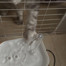 HELLOJOY宠物猫咪饮水机流动水静音猫饮水器喝水器自动循环猫狗喂水 白色 实拍图