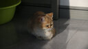 宠德多猫包外出便携包猫太空舱宠物猫咪狗狗外出双肩包猫书包12孔 侧开款灰底油画壳（18斤内猫） 实拍图