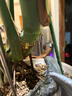 美乐棵 天南星科营养土养花花肥园艺种植土花土肥料盆栽绿植专用土壤8L 实拍图