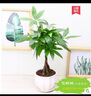 韵沃（YUN WO）发财树盆栽大棵绿植花卉室内客厅大型辫子发财树三杆发财植物花卉 3杆桌面盆栽 苗+白色塑料螺纹花盆 实拍图