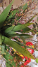 爱丽思（IRIS）花盆简约环保大花盆园艺花卉盆树脂波纹浮雕加厚花盆 20号浅米色58L 实拍图