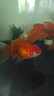 优鱼若宠金鱼活体 观赏鱼 好养冷水鱼 淡水活鱼 小型小金鱼宠物活体鱼 4-5cm随机混色泰狮6+1条防损 实拍图
