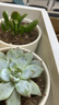 绿荫巷子多肉植物组合套餐肉肉室内植物办公室电脑桌面盆栽好养活小盆栽 【昂斯诺】精养大颗 含瓷盆+托 实拍图