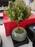 开时果 小叶赤楠盆景摆件 办公室桌面绿植花卉好养盆栽植物源头直发包邮 【热销款】哥窑浸墨盆+苔藓+底座 实拍图