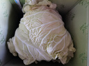 【顺丰】山东有机胶州大白菜 青岛三里河原产炖菜 新鲜当季蔬菜 2颗  8-10斤 实拍图