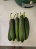京鲜生山东奶油黄瓜净重1.8斤单果50g+ 小青瓜新鲜蔬菜源头直发 实拍图