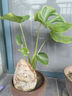 御春阁 室内客厅办公室大型盆栽绿植花卉盆景 龟背竹 室内绿色盆栽花卉 实拍图