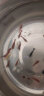 云峰海瑞黑壳虾清洁虾观赏虾 鱼缸水族箱水草缸清洁除藻淡水 漂亮五彩虾系列套餐01 实拍图
