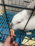 迪尤克猫粮生态源幼猫成猫全阶段通用猫粮天然猫粮成猫猫粮 【递乐系列】鸡肉鱼肉味1.5KG 实拍图