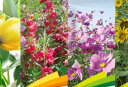 花沃里10款花种子套餐 花卉种子组合太阳花凤仙花向日葵四季种野花 实拍图