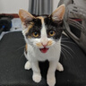 汪野君养猫新手全套用品猫砂盆套装喂食喂水器绒布猫窝猫玩具组合十件套 实拍图