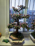 自然空间傲梅金枝玉叶盆栽多肉植物老桩造型室内阳台办公客厅 源头直发 实拍图