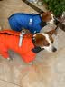SLPC狗狗衣服冬天保暖中小型犬加厚四脚狗棉衣泰迪柯基小狗幼犬冲锋衣 蓝 2XL（适合约16-20斤） 实拍图
