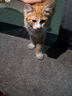 疯狂的主人 猫抓板窝超大号圆形不掉屑耐磨一体猫窝磨爪猫咪玩具 实拍图