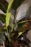 植男植女天堂鸟盆栽客厅室内好养大型落地绿植办公室大叶植物源头直发 晒单实拍图