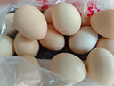 舌尖攻略蛋墩墩农家散养鸡蛋谷饲鲜鸡蛋农家鸡蛋早餐食材蛋白单枚40g±5g 谷饲鲜鸡蛋 12枚 实拍图