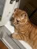 维克营养膏猫咪克补软膏狗狗怀孕术后能量速补宠物犬猫营养补充剂 120.5g*3支 实拍图