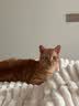 爱纳它克痢肽猫咪腹泻拉新狗狗拉肚子软便吐黄水宠物肠胃调理谷胺舒 【肠胃调养】 25ml*1盒 实拍图