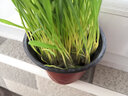 涟木猫草已长好即食猫零食种好的种植套装种子化毛草粮全套用品猫薄荷 懒人猫草 -普通盆1盆 实拍图