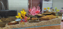 异景园 仿真珊瑚礁石鱼缸造景假山贝壳假珊瑚鱼缸装饰水族箱海水缸摆件 实拍图
