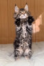 佳朔 纯血统大体缅因猫活体幼猫宠物猫大型缅因库恩猫温顺家养宠物猫 宠物级 【棕虎斑缅因】 实拍图