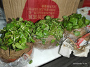 若绿铜钱草盆栽套餐 室内盆栽植物土培水培花卉绿植源头直发包邮 铜钱草三盆(原土带叶发货） 实拍图