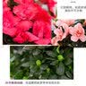 泰西丝杜鹃花盆栽四季常青室内外绿植阳台耐寒好养花卉盆景植物源头直发 实拍图