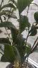 开时果 四季桂花树苗盆栽老桩浓香型花卉 室内植物客厅阳台好养绿植盆景 【家居点缀】精品桂花/40-50cm+不规则瓷盆 基地直发 实拍图