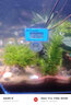 森森（SUNSUN）森森水族温度计养鱼水温计热带鱼电子测温计鱼缸高精度潜水温度计 蓝色内置温度计（无线） 实拍图
