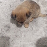 麦基乐 中华田园犬家养幼犬土狗小狗大黄狗纯黑小白狗体活体种狗 田园级 黄色田园犬 公母备注 实拍图