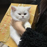 宠号 宠物猫咪衣服 绝育服 母猫 手术服小猫猫防掉毛 粉色 S 实拍图