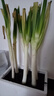 水果蔬菜 新鲜大葱 农家自产 新鲜蔬菜 3斤带皮大葱【净重3斤】 1500g 实拍图