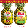 佳农凤梨水果新鲜2个果削皮即食sw菲律宾进口凤梨新鲜水果顺丰 【中果】单颗约900g*2颗 实拍图